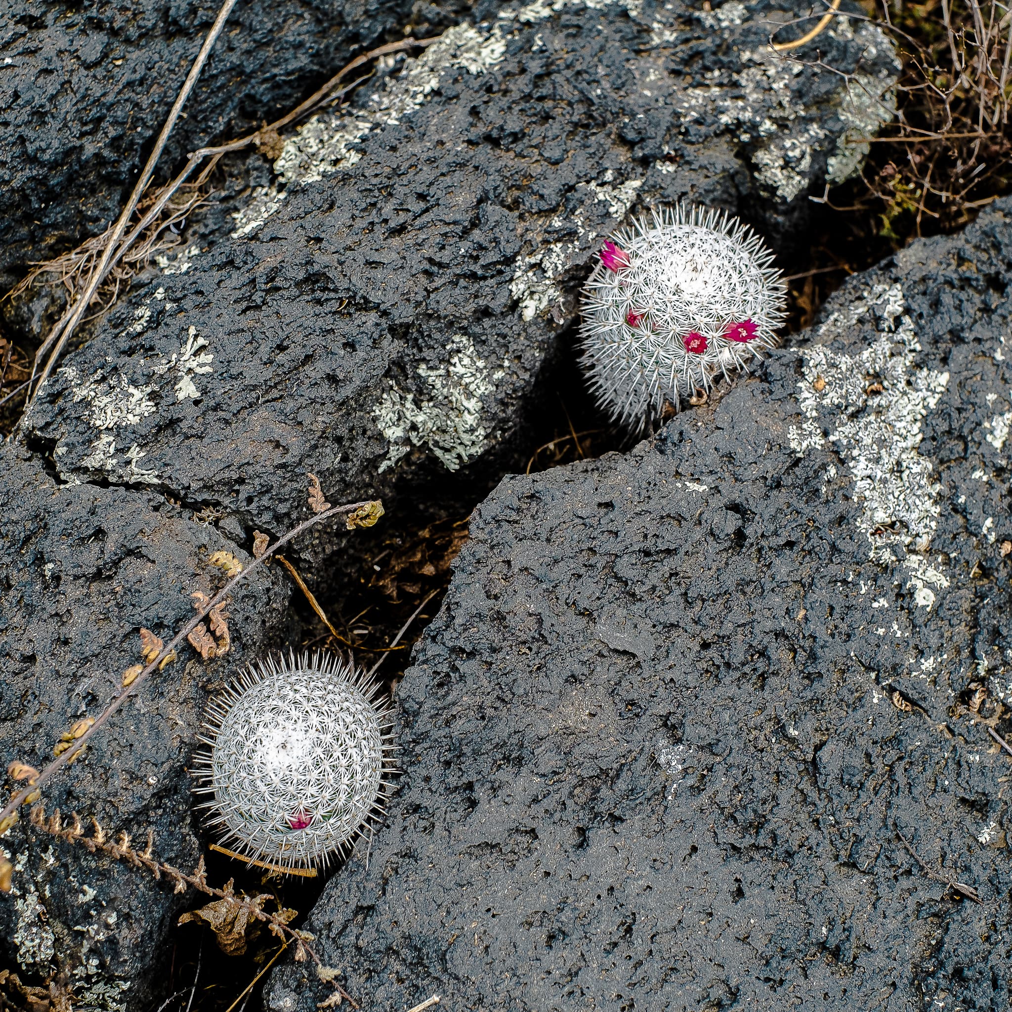 Mammillaria haageana ssp. Conspicua